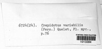 Crepidotus variabilis image